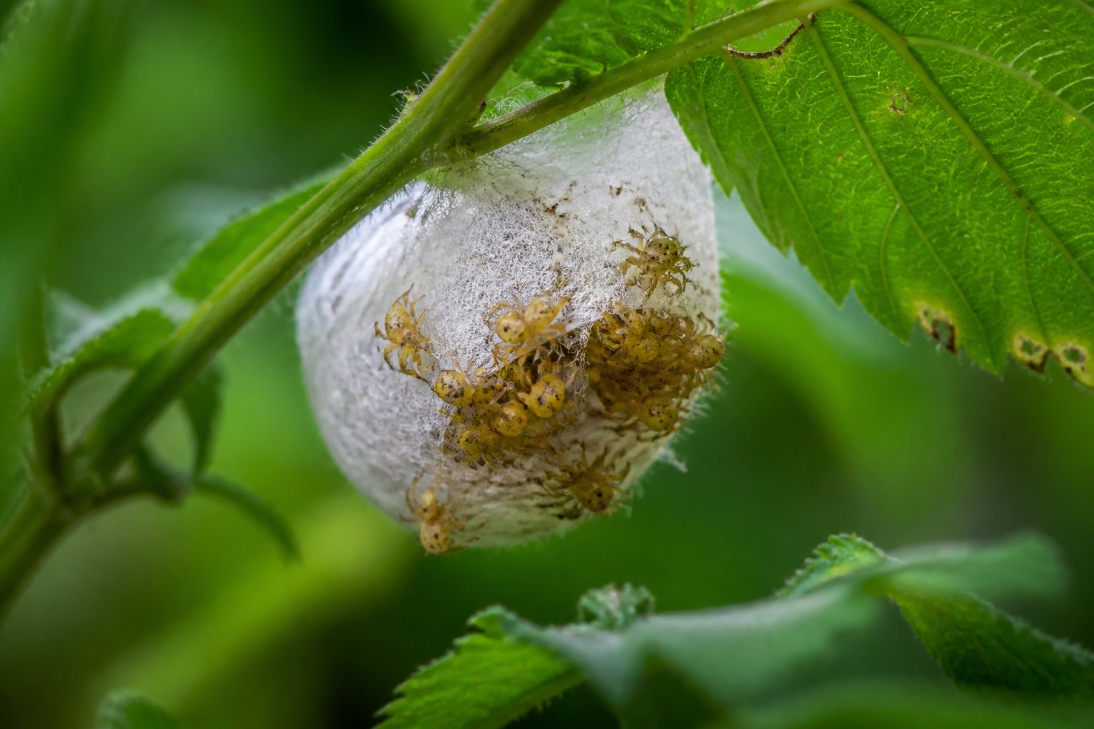 Close-up of a spider egg sac on a leaf with baby spiders emerging.