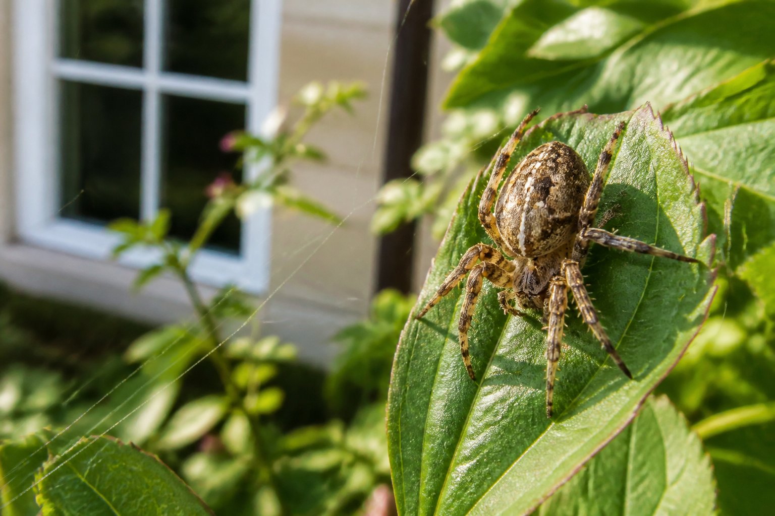 A close-up of a spider on a leaf in a garden near a house.