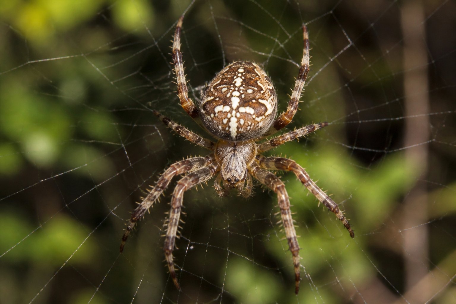 Close-up of a spider on a web in a natural outdoor setting with leaves and trees in the background.