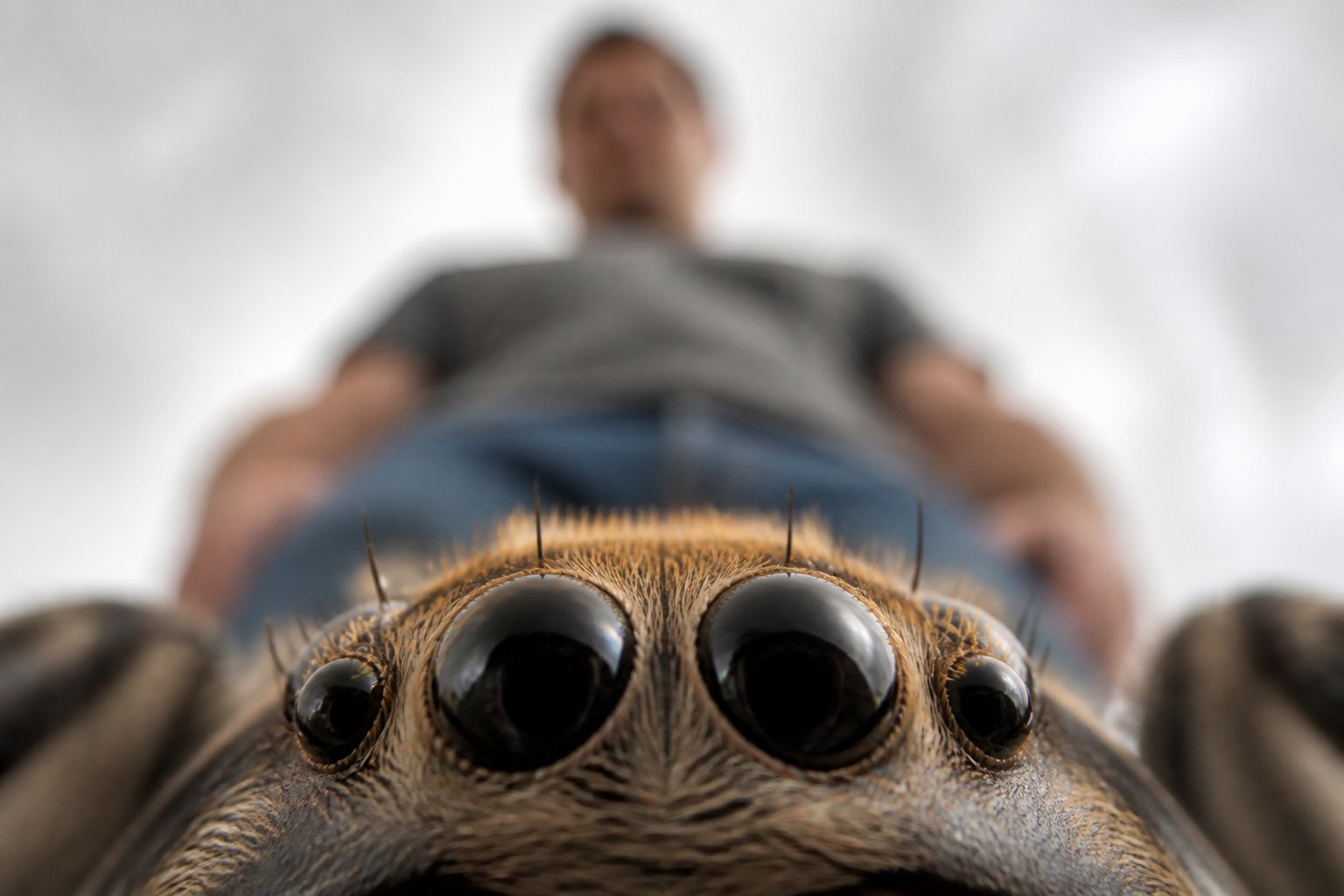 Close-up view from a spider's eyes looking up at a human figure standing above.