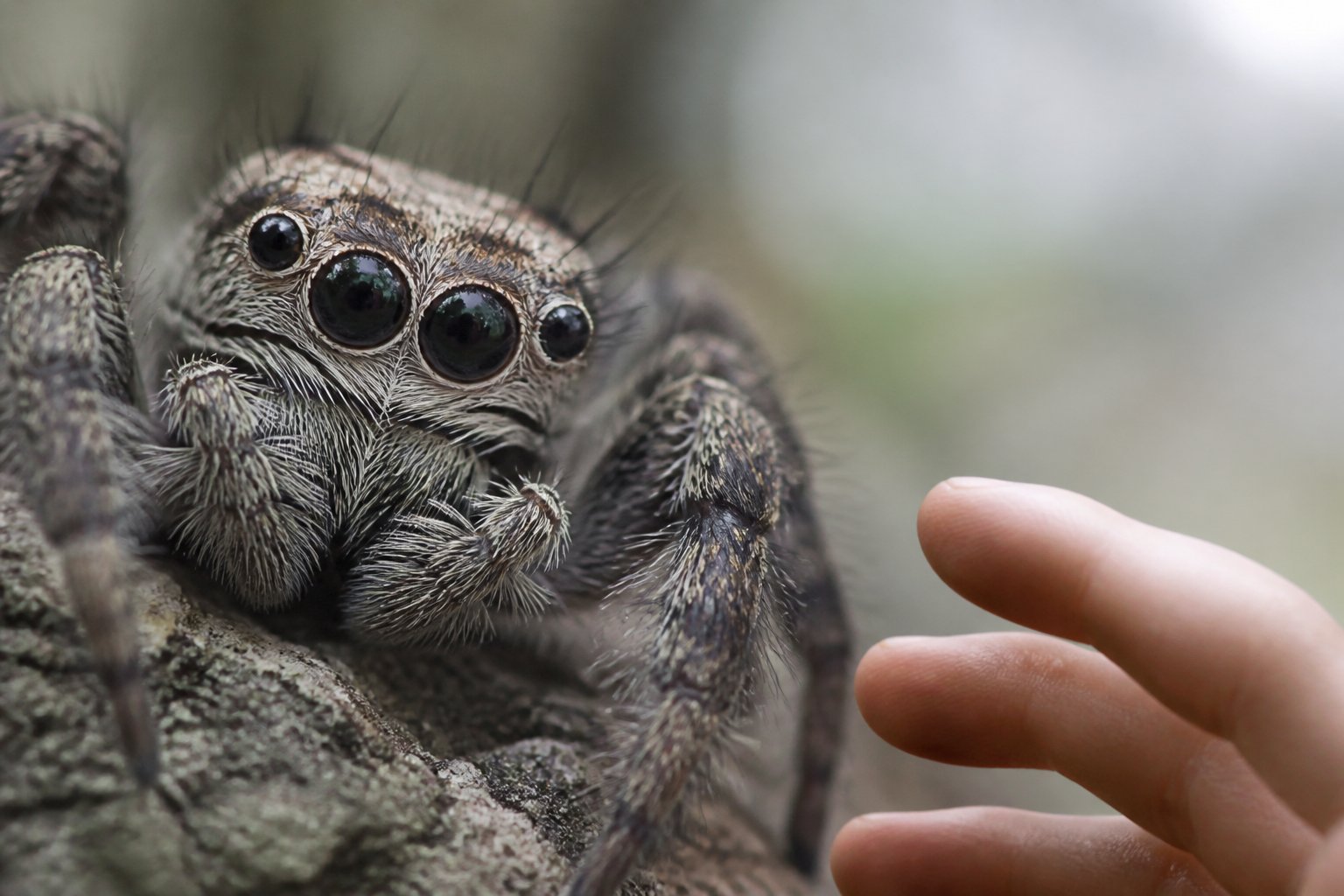 Close-up of a spider's eyes focused on a human hand reaching out nearby.