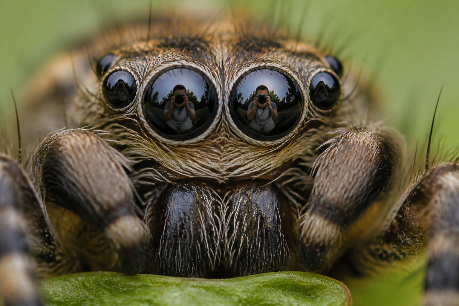 Close-up of a spider's eyes reflecting a human face with a natural background.