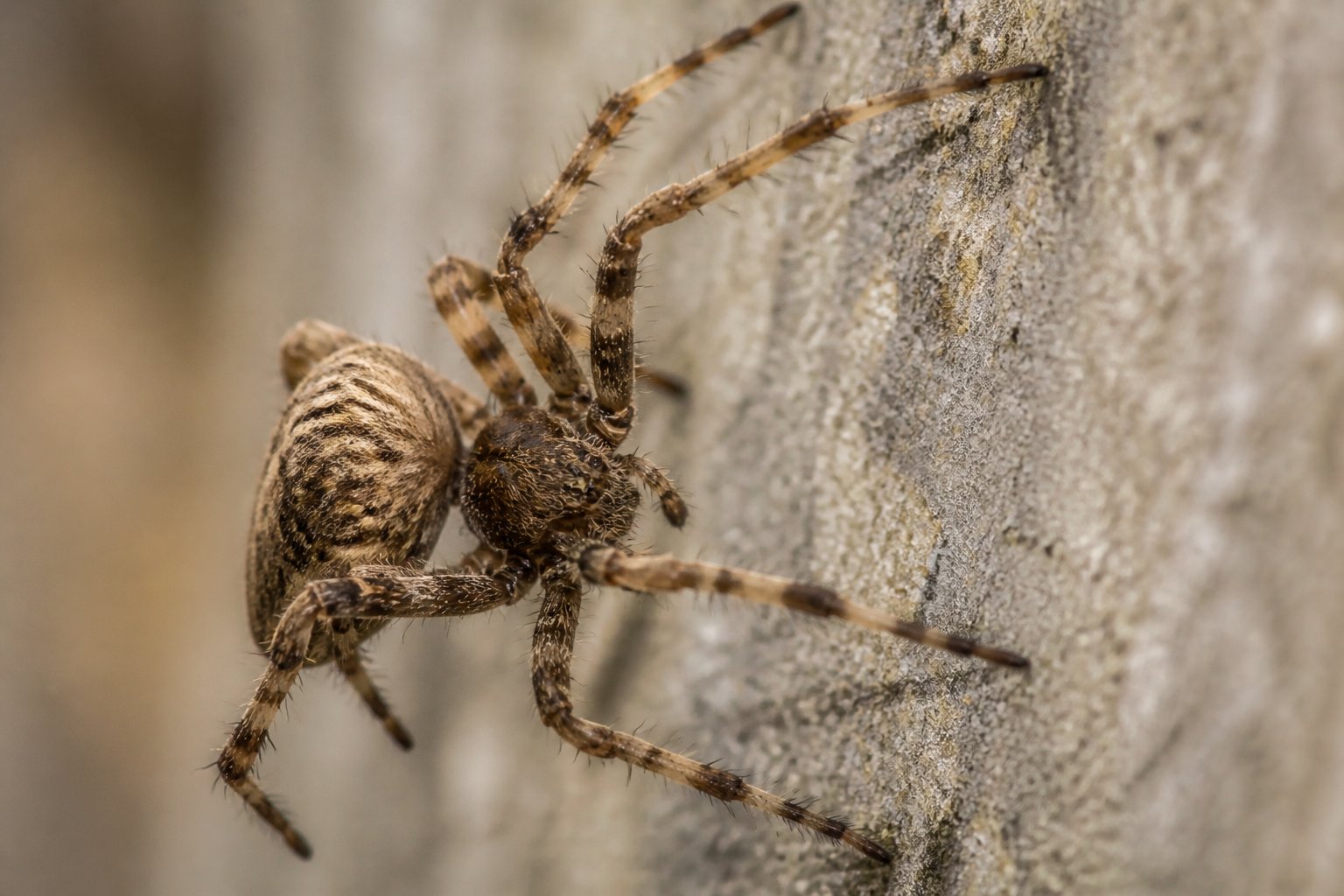 How Does Spiders Stick To Walls? The Science Explained How Does Spiders Stick To Walls? The Science Explained