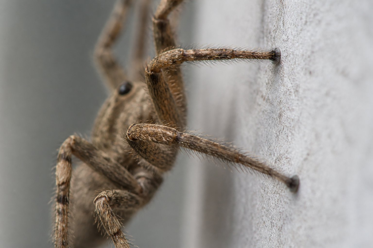 Close-up of a spider climbing a smooth vertical wall, showing its legs gripping the surface.