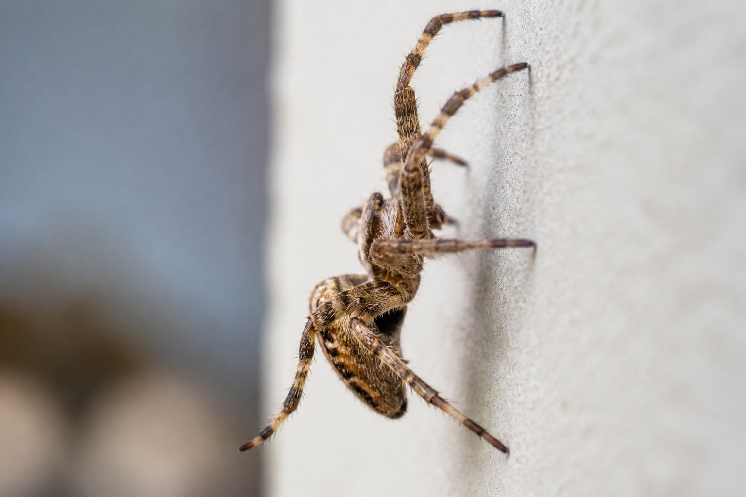A spider climbing vertically on a smooth wall surface, showing its legs gripping the wall.