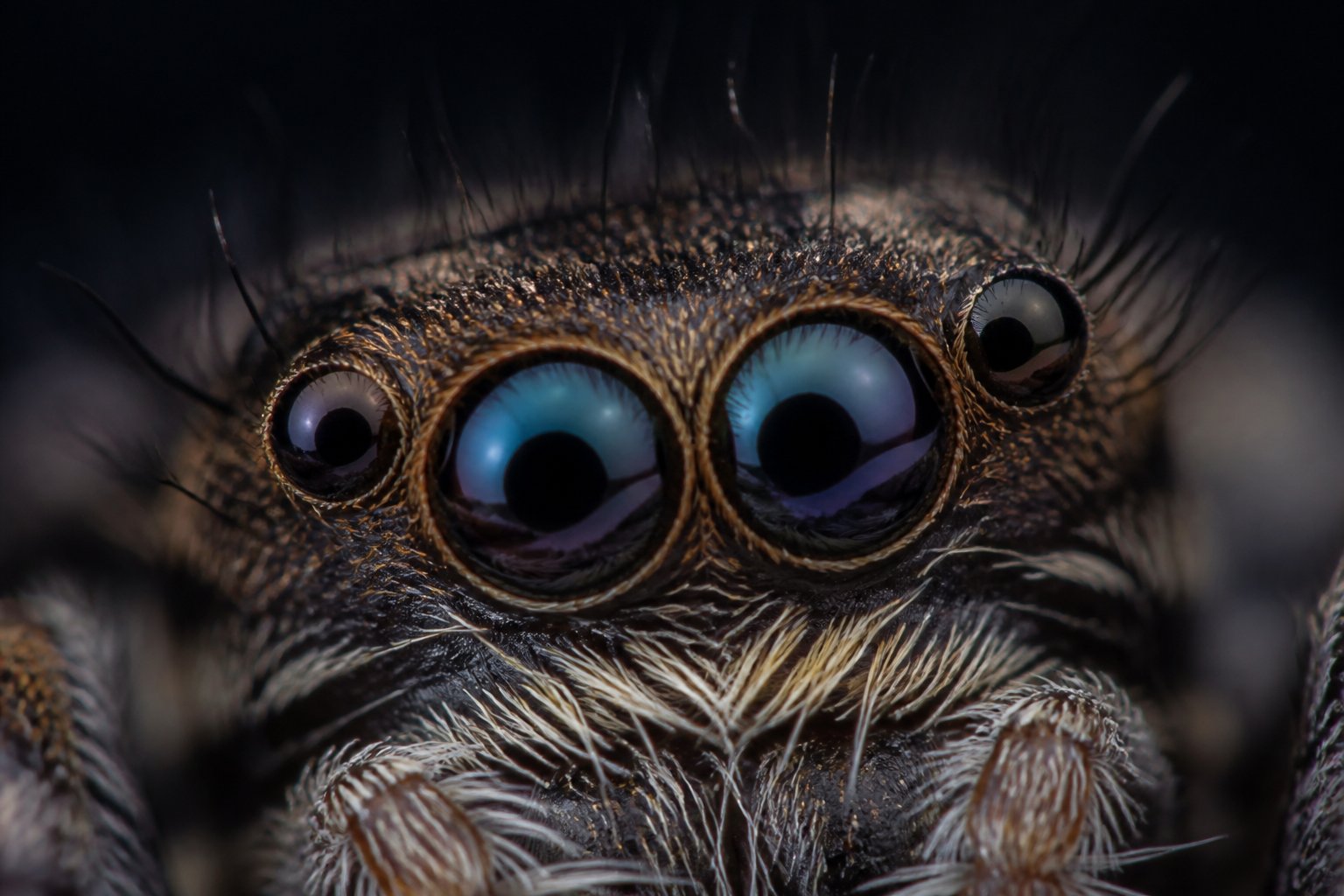 Close-up view of a spider's multiple eyes showing their arrangement and reflective surfaces against a dark background.