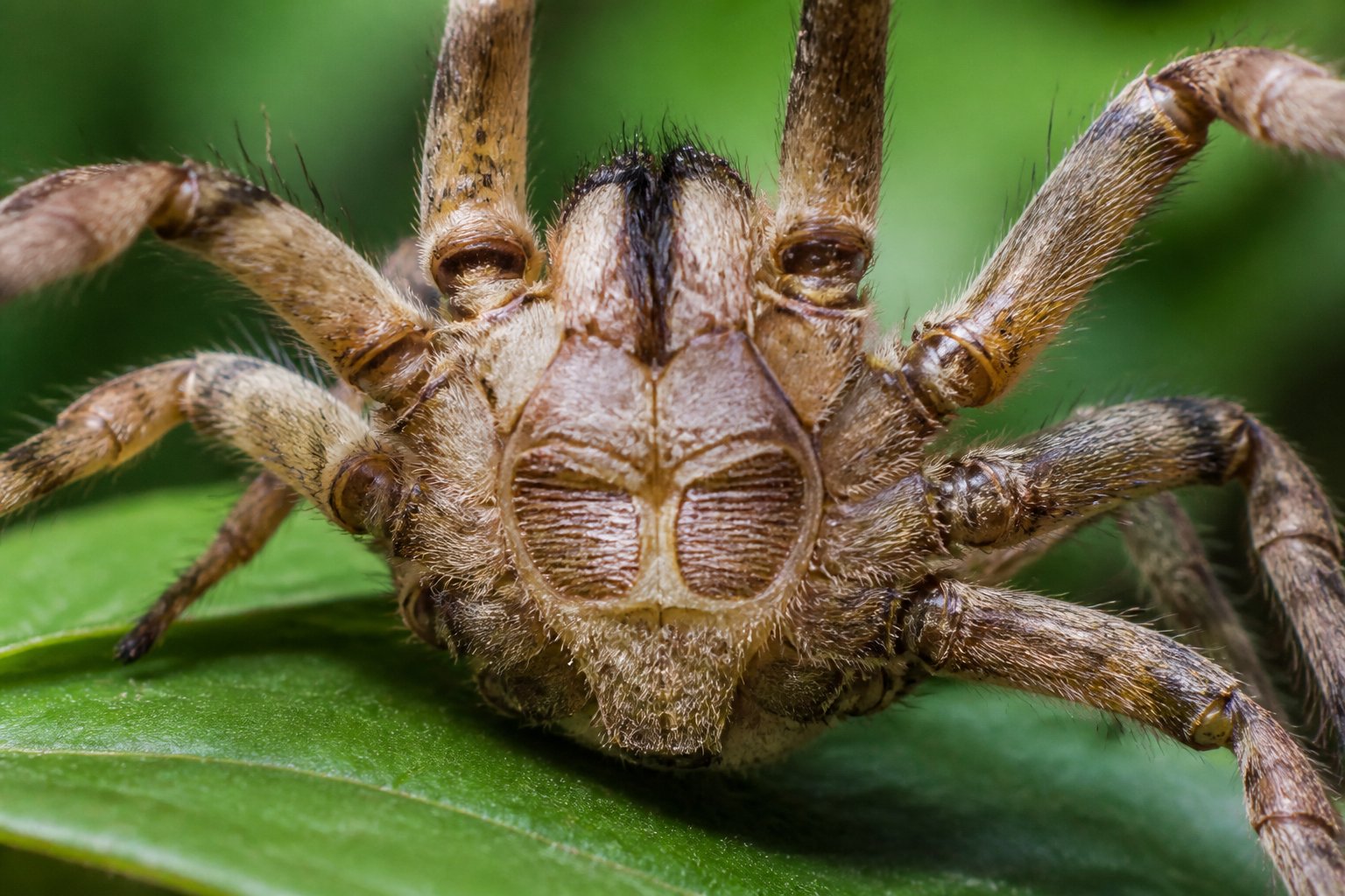 How Does Spiders Breathe? Spider Respiration Explained How Does Spiders Breathe? Spider Respiration Explained