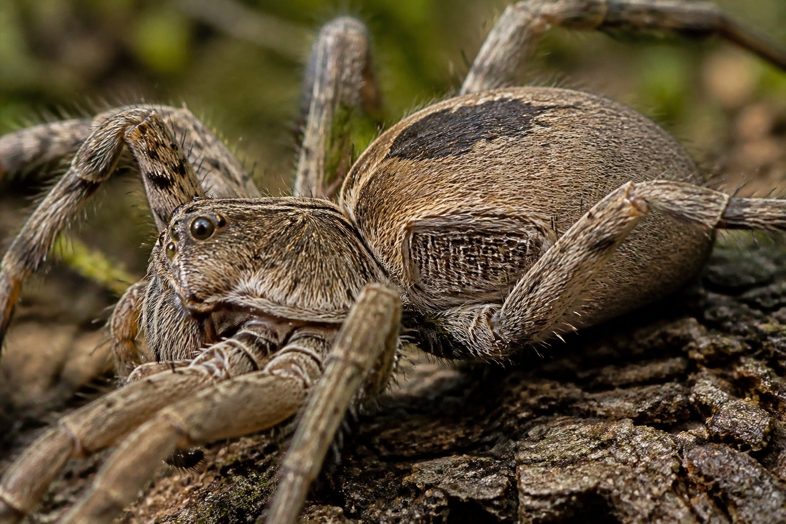 Close-up of a spider on a leaf showing its body details and legs in a natural environment.