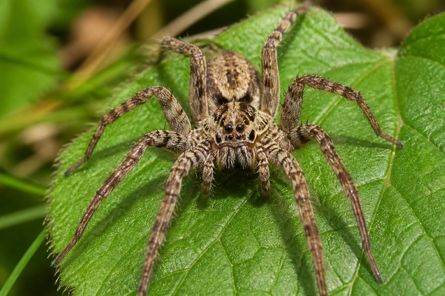 Close-up of a spider on a green leaf outdoors with a blurred natural background.