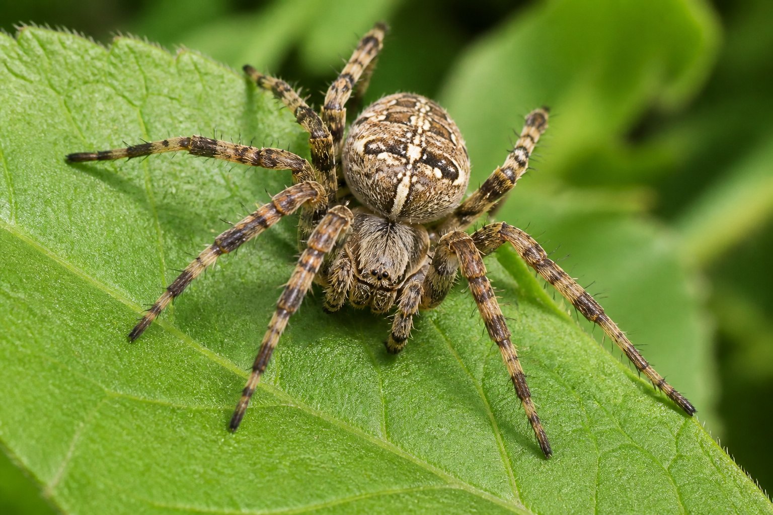 Can Spiders Get High? What Science Shows Can Spiders Get High? What Science Shows