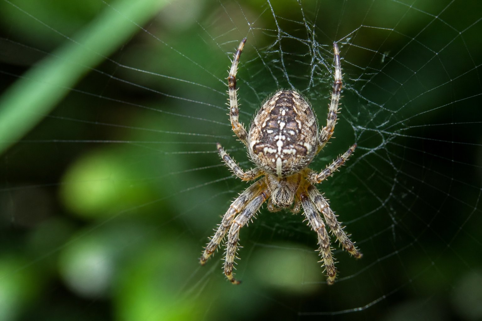 A close-up of a spider sitting on its web with a blurred green background.