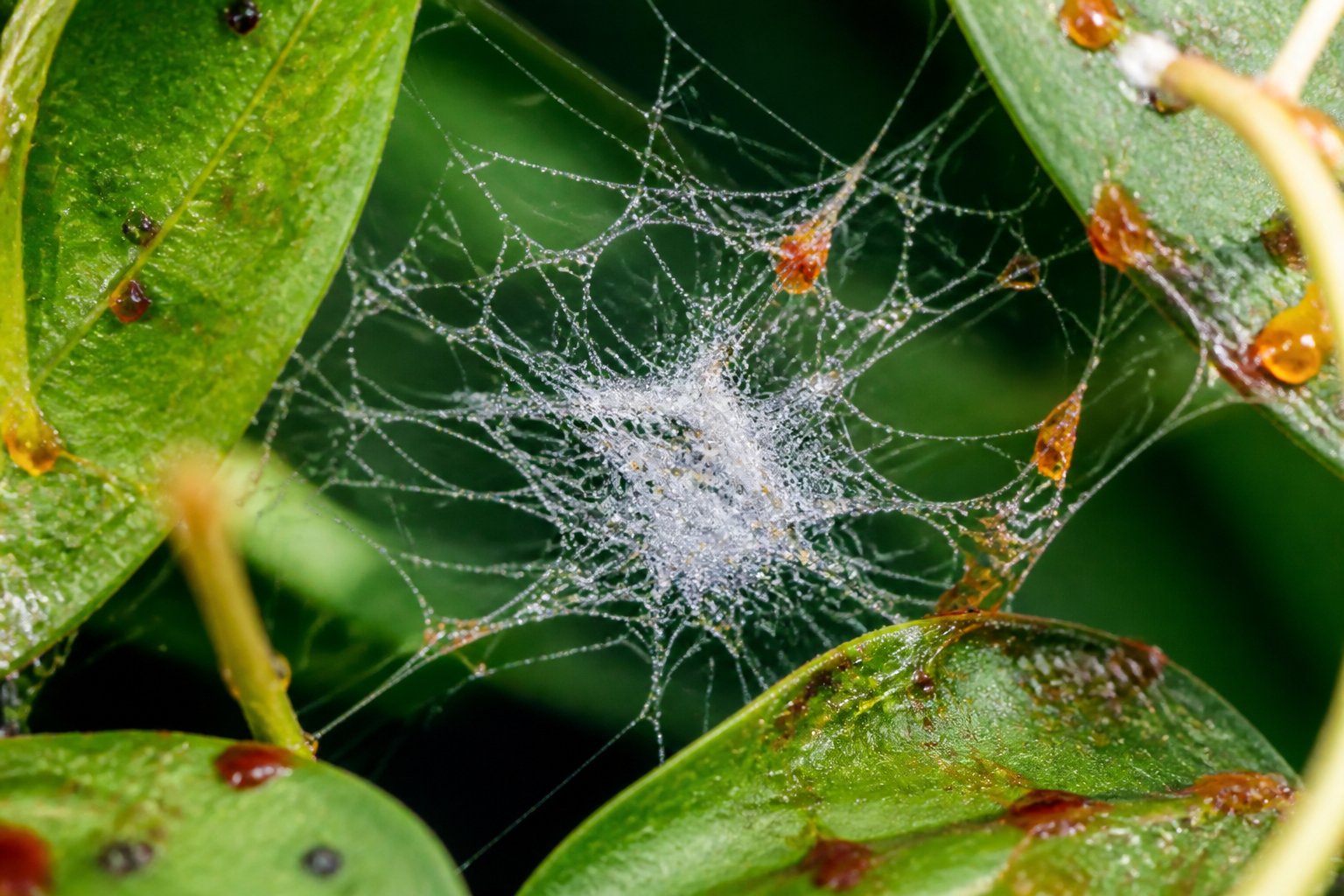 Close-up of a spider web with thick strands and droplets, stretched between green leaves with colorful natural substances nearby.