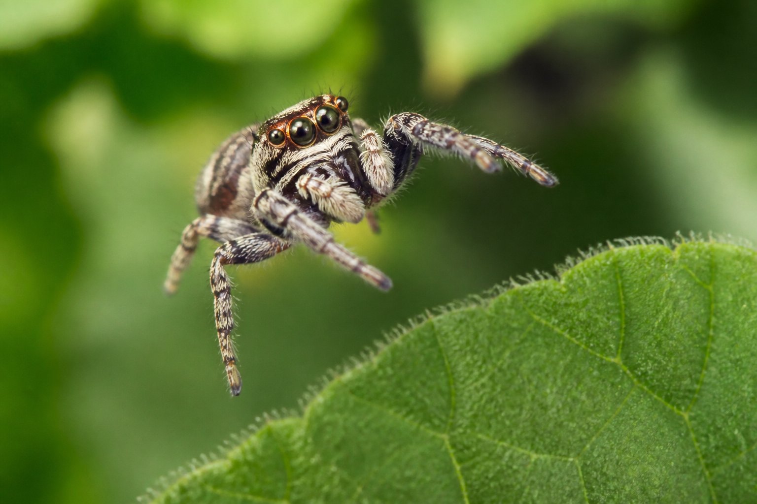 A jumping spider on a green leaf in a natural outdoor environment.