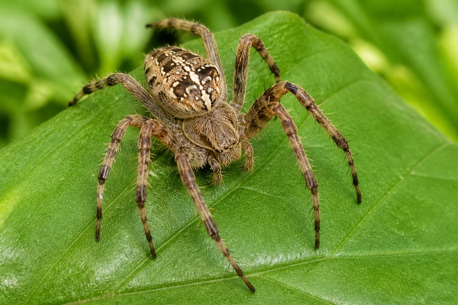 Is Spiders Dangerous? What You Actually Need To Know Is Spiders Dangerous? What You Actually Need To Know