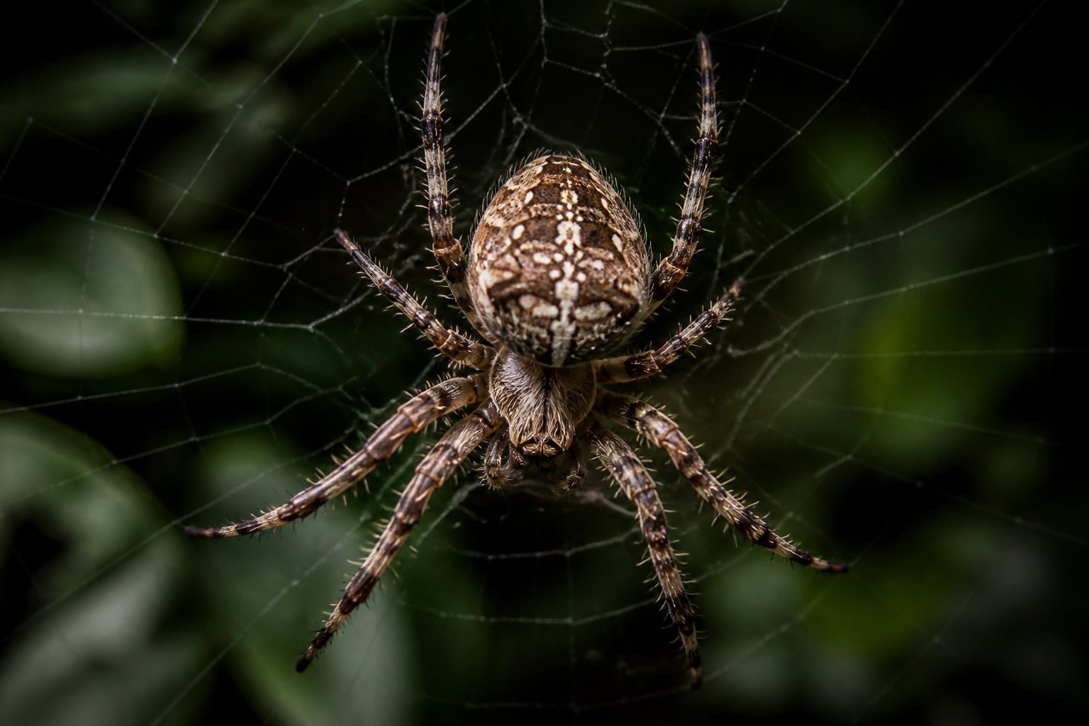 Close-up of a large spider on its web with a blurred green background.