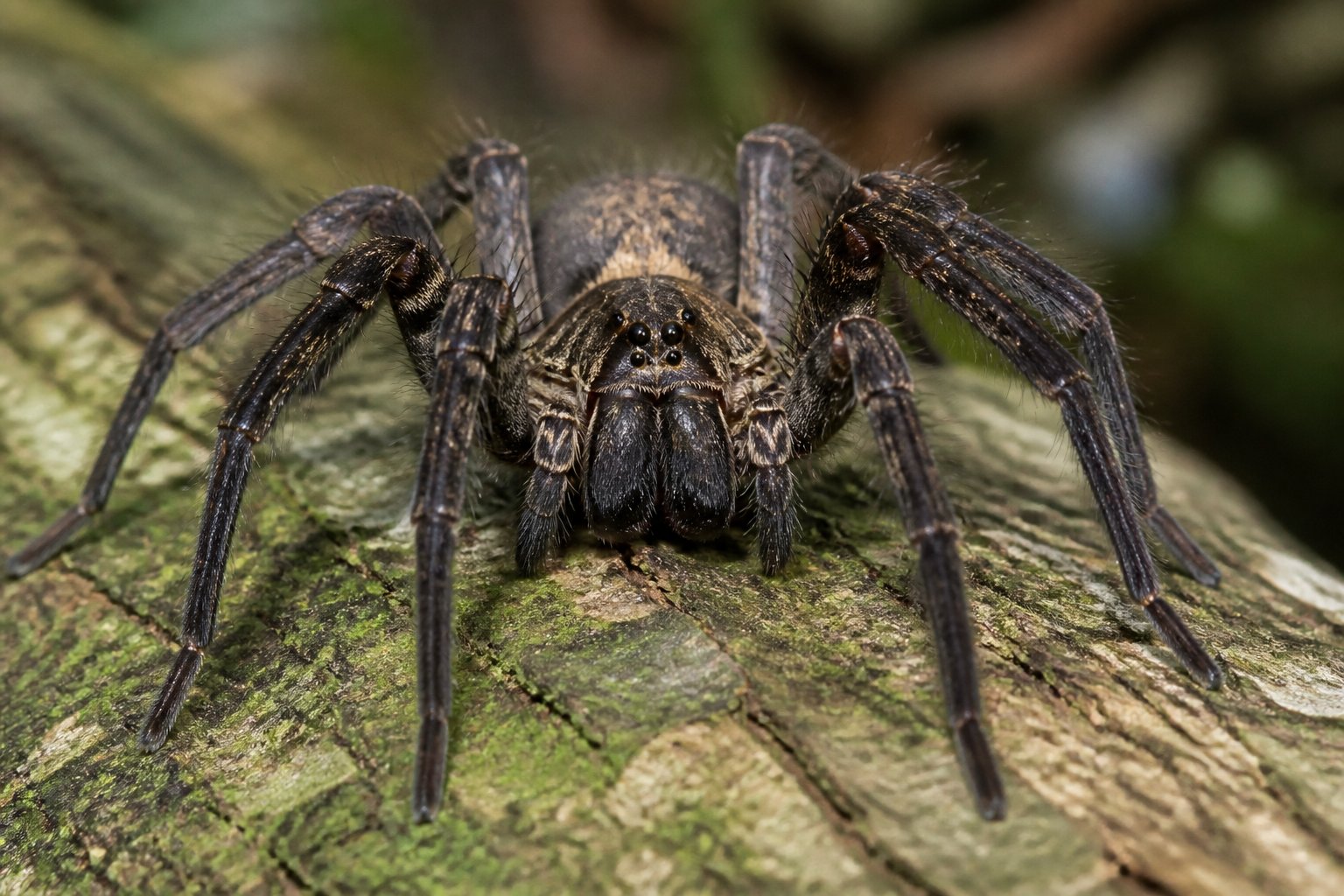 Close-up of a large spider with long legs and distinct markings sitting on a leaf outdoors.