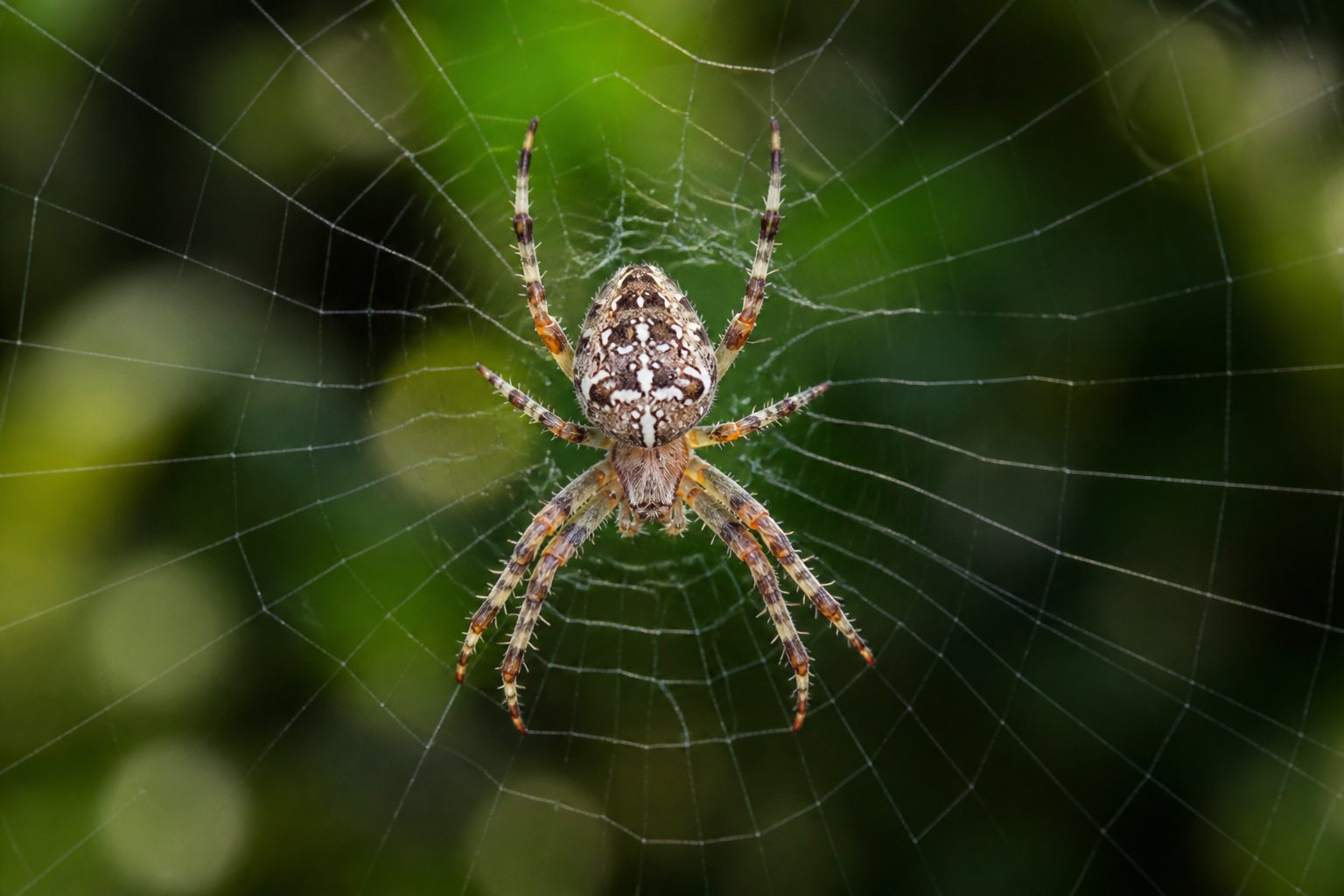 Close-up of a spider spinning its silk web outdoors with green blurred background.