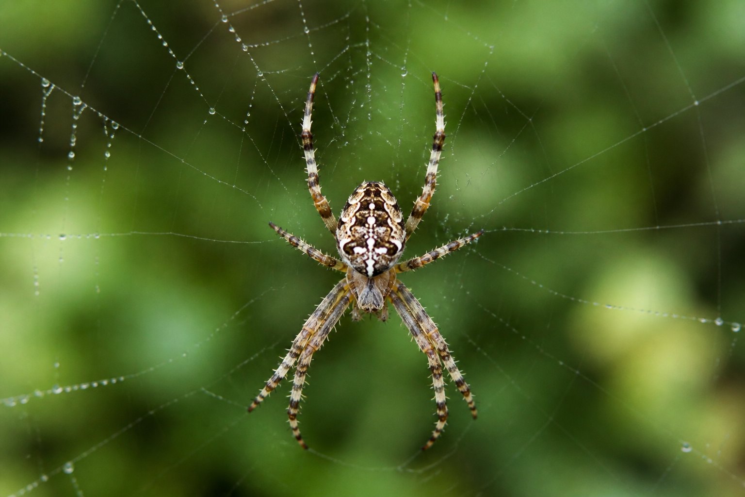 Is Spiders Animals? Spider Classification Explained Is Spiders Animals? Spider Classification Explained