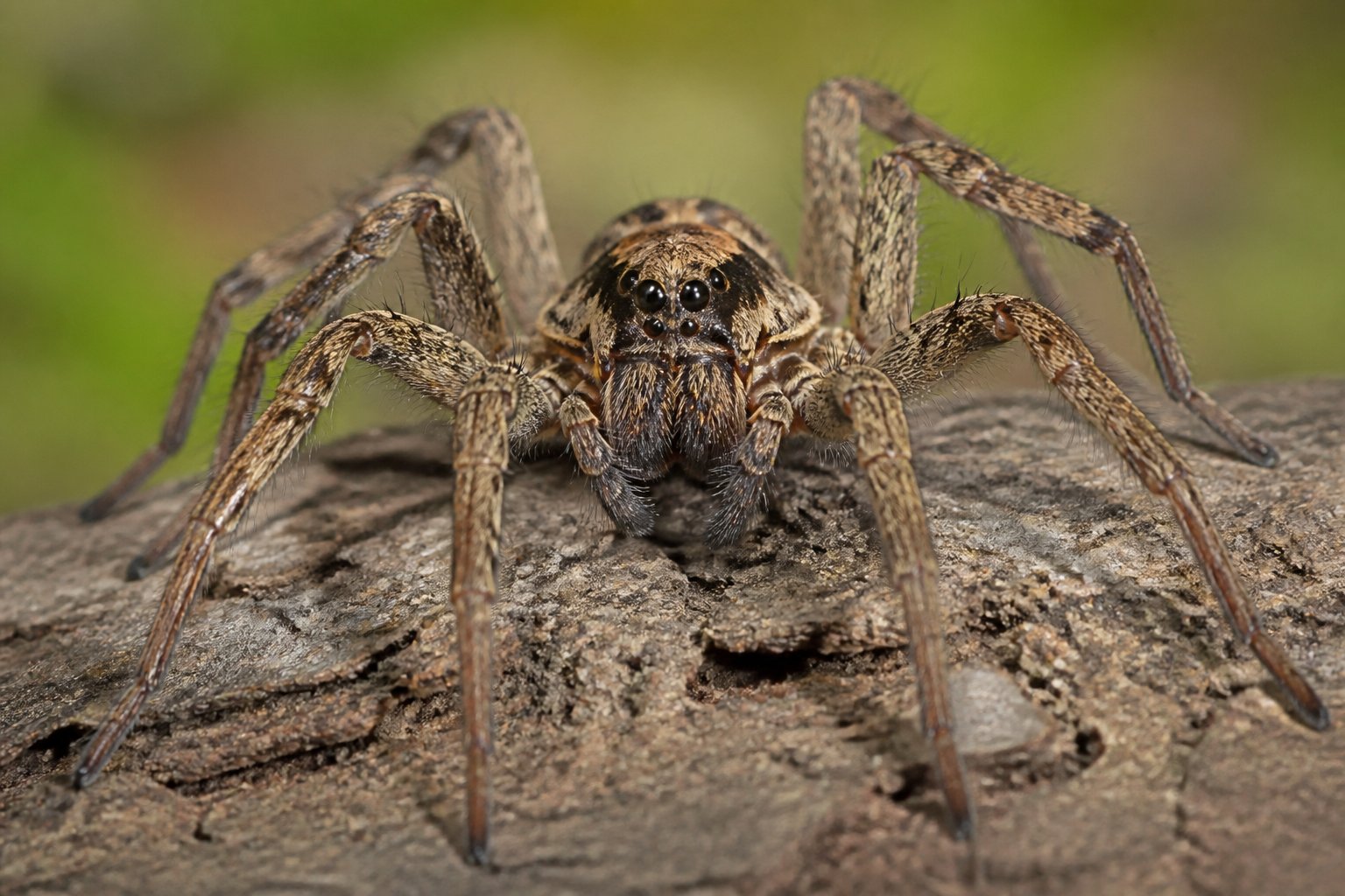 Close-up of a spider on a leaf with detailed body and legs, showing a harmless-looking spider in a natural environment.
