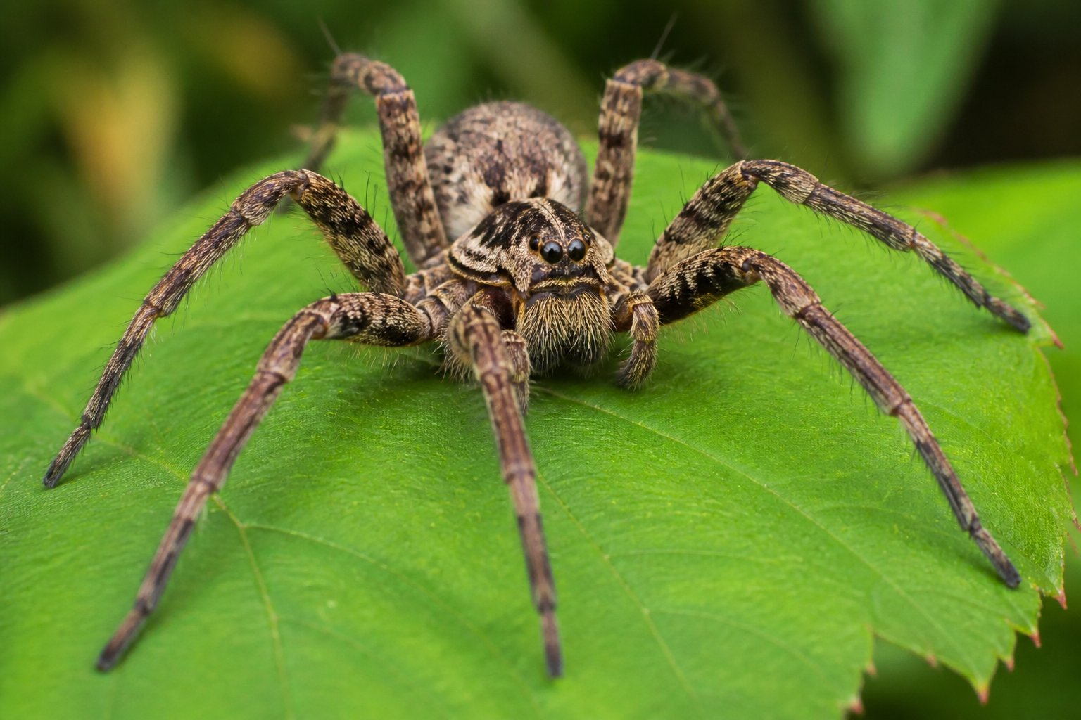 A large spider resting on a green leaf outdoors, appearing calm and non-threatening.