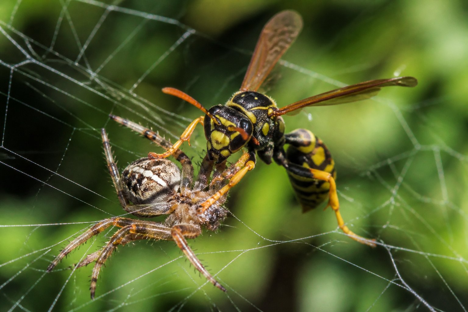 A wasp perched on a spider web capturing a spider, surrounded by blurred green foliage.