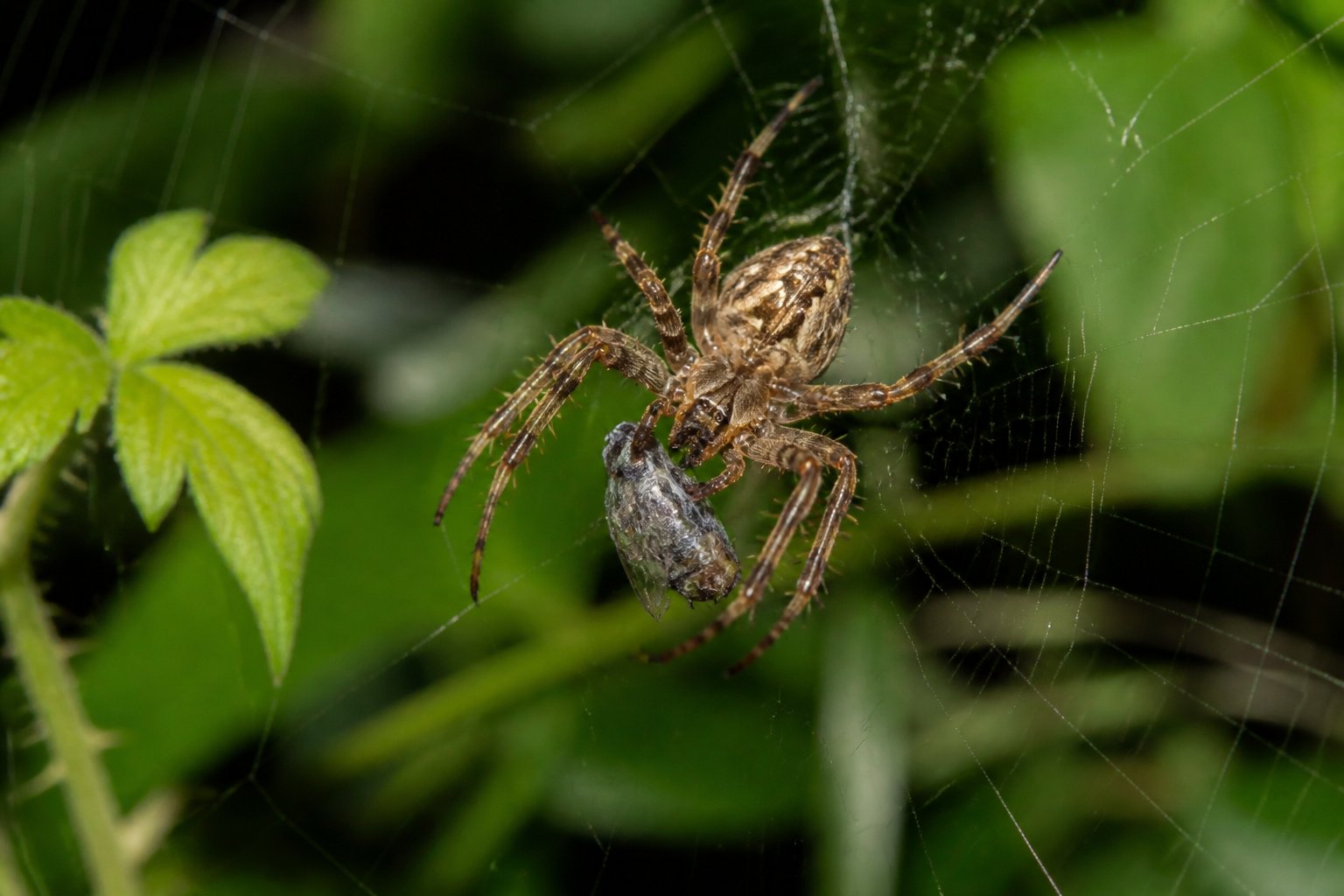 A close-up of a spider on its web capturing an insect in a green natural setting.