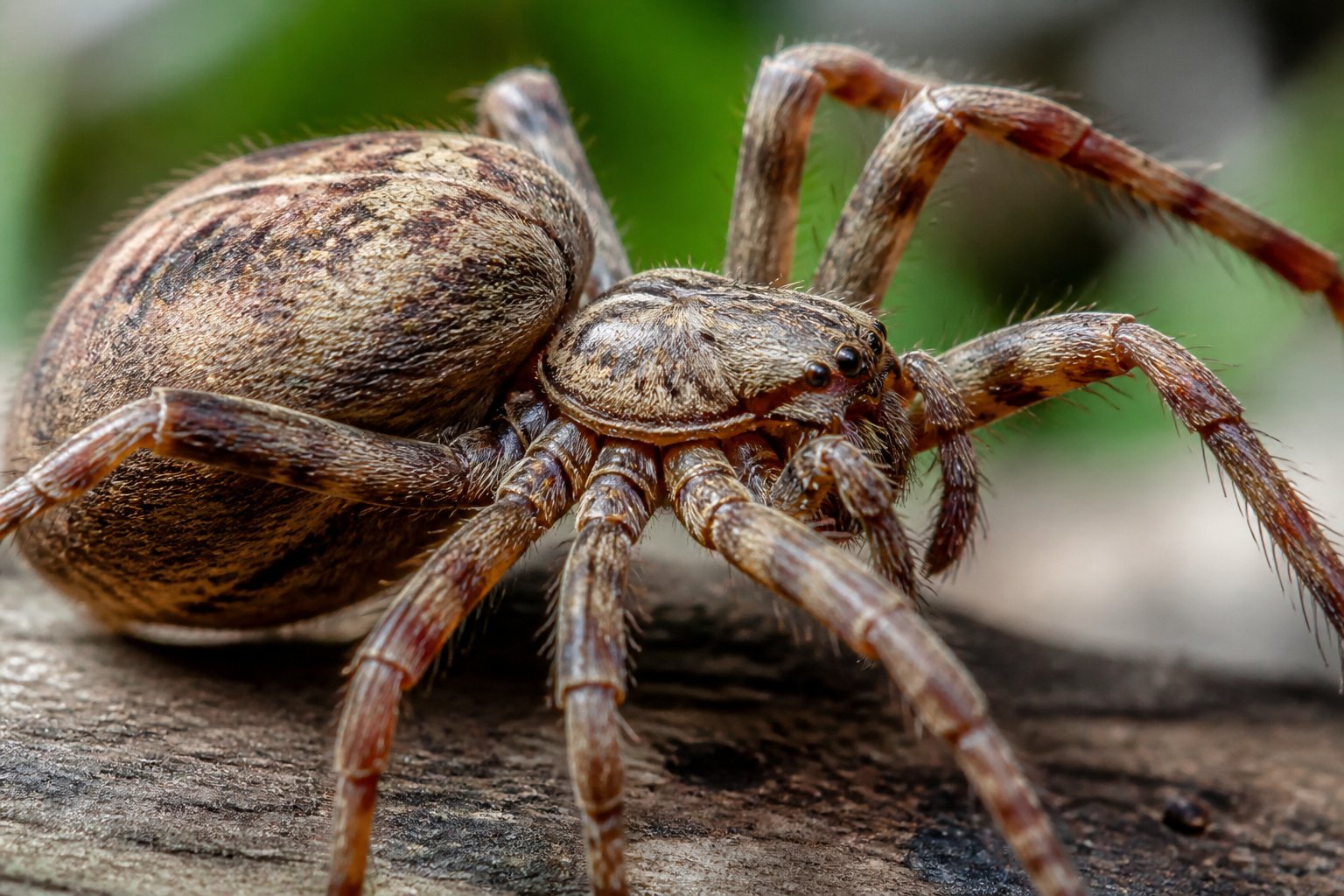 Close-up view of a spider showing its segmented body and jointed legs on a natural background.