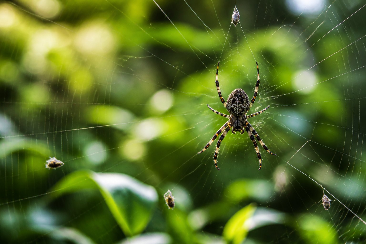 Close-up of a spider on its web surrounded by green plants with small insects caught in the web.