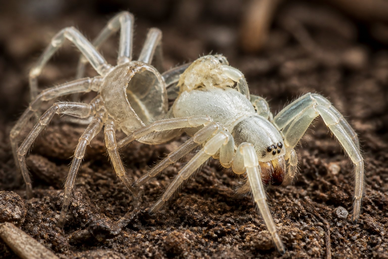 Close-up of a spider emerging from its shed skin, showing the molting process with the old skin resembling a spider shape.