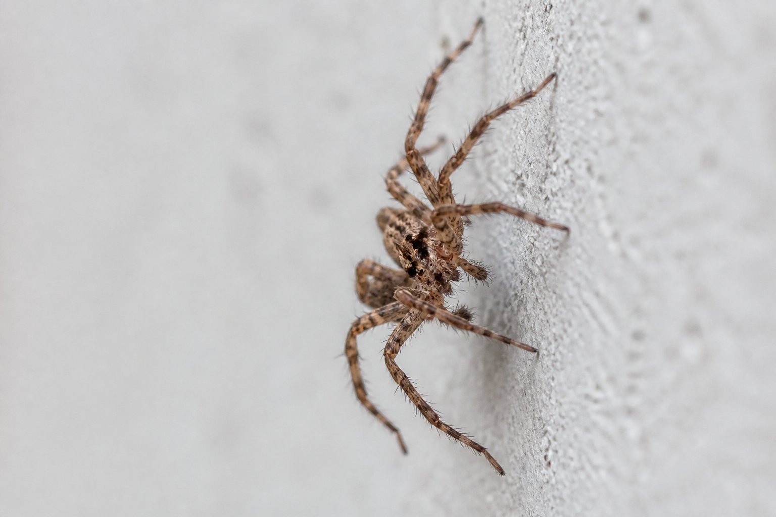 How Spiders Climb Walls: The Science Explained How Spiders Climb Walls: The Science Explained