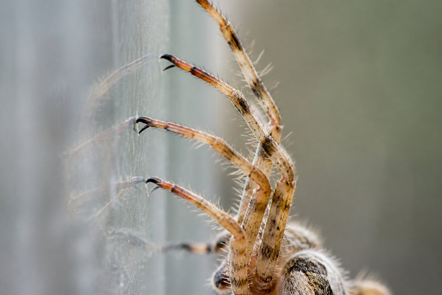Close-up of a spider climbing a vertical glass surface, showing its detailed feet gripping the wall.
