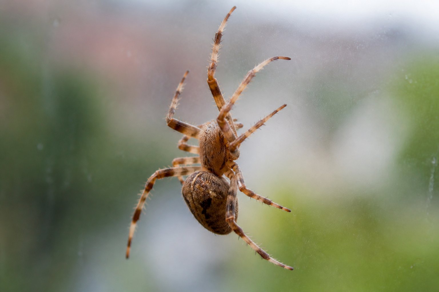 Close-up of a spider climbing on a smooth glass surface, showing its legs gripping the surface.