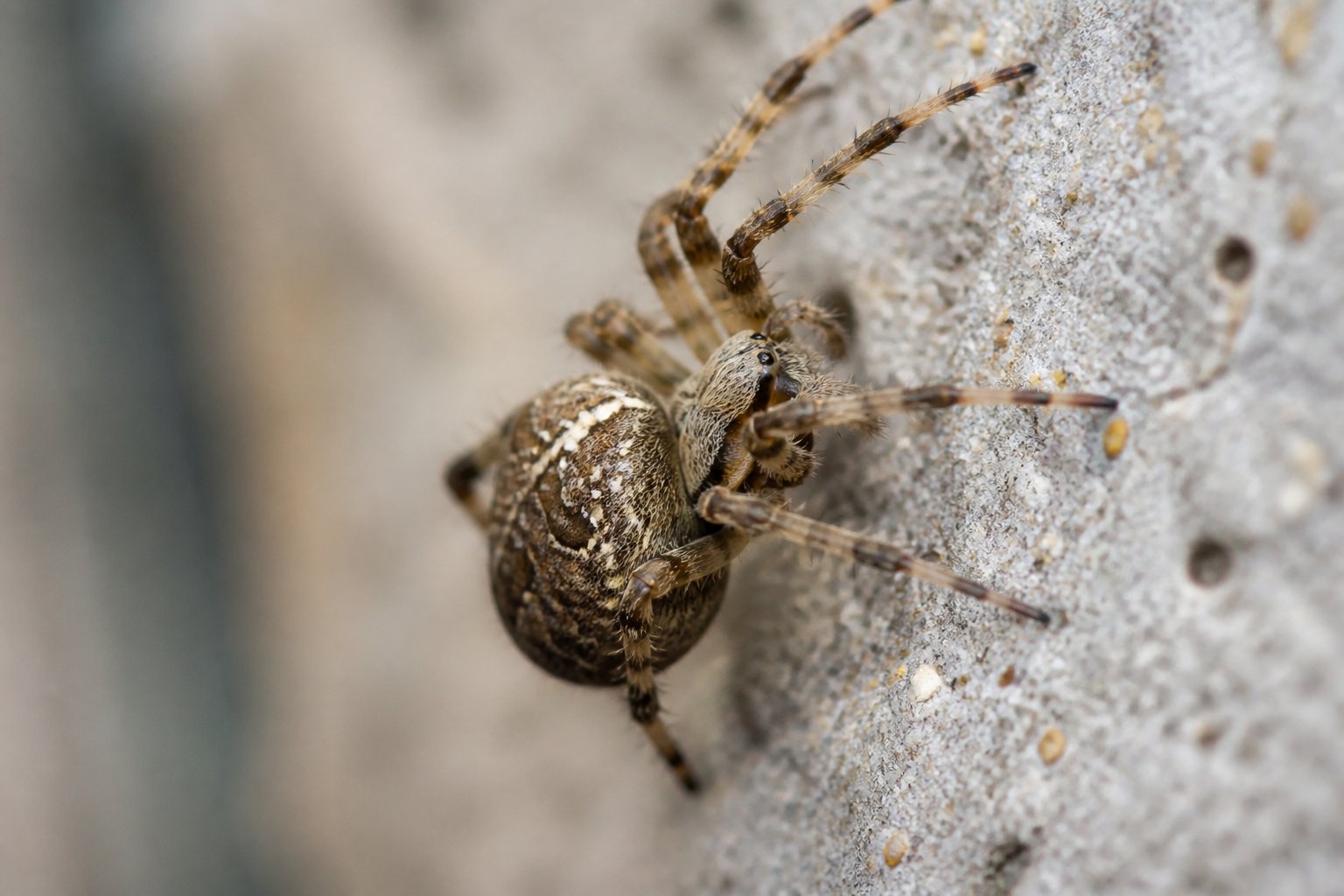 Close-up of a spider climbing a textured vertical wall surface.