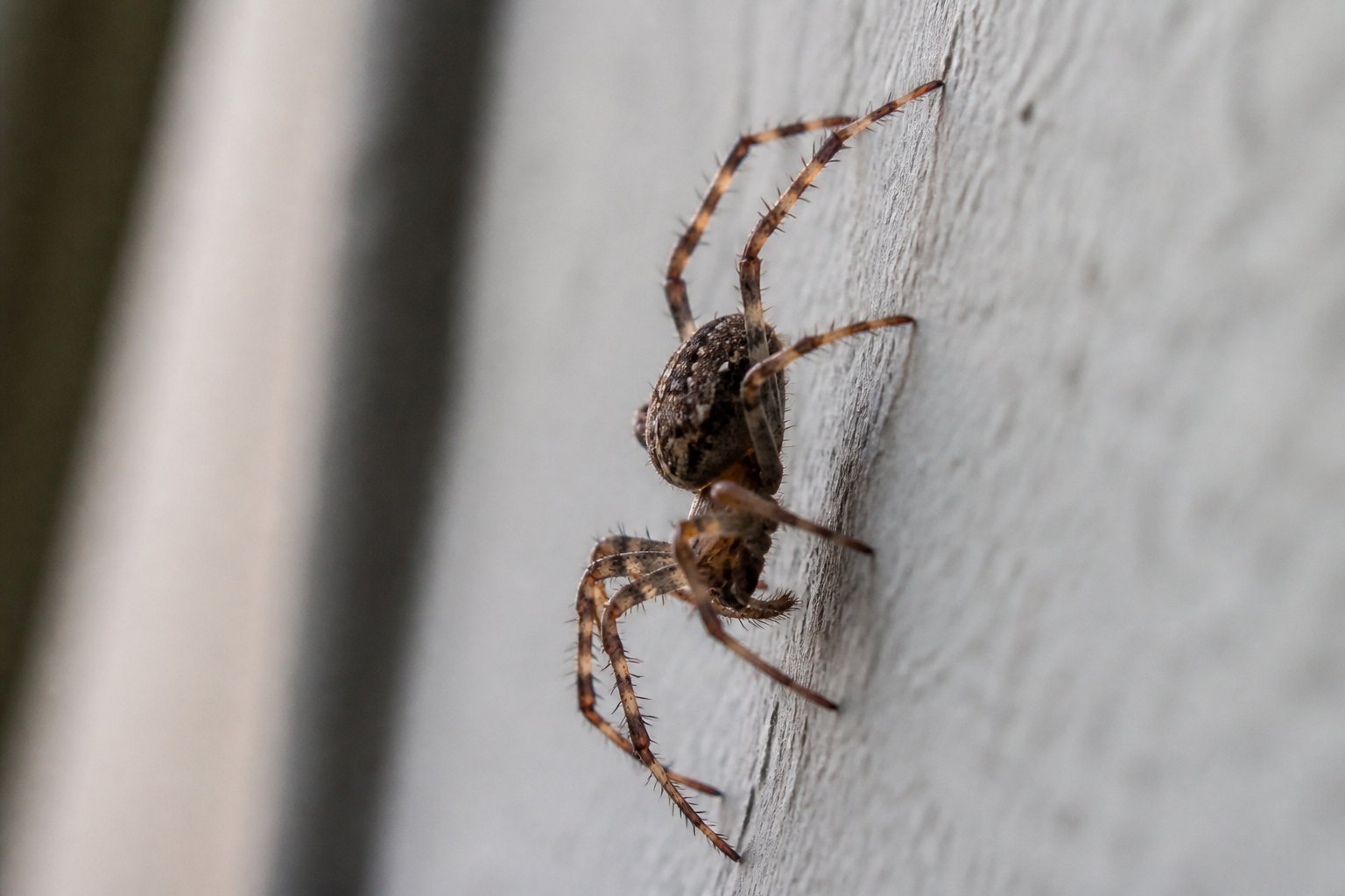 A close-up of a spider climbing up a smooth vertical wall.