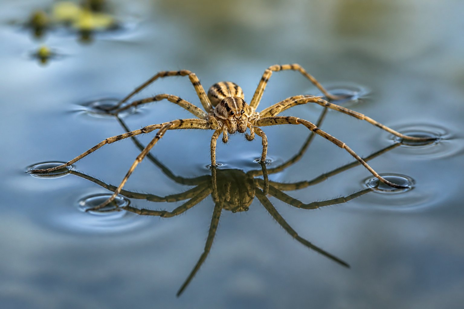 Close-up of a spider walking on the surface of calm water, with its legs touching the water and creating small ripples.