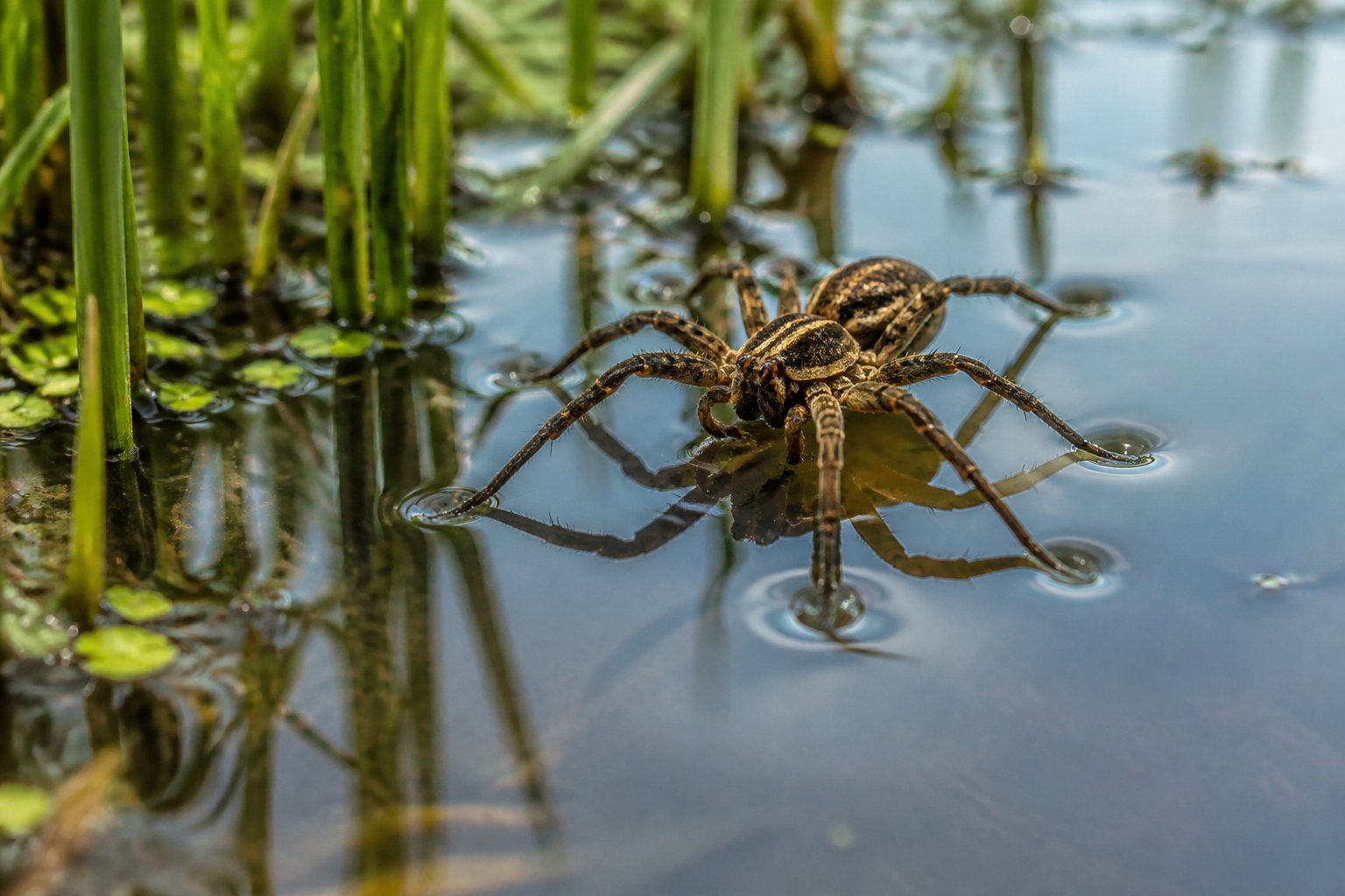 A close-up of a spider walking on the surface of water near the shoreline with plants in the background.
