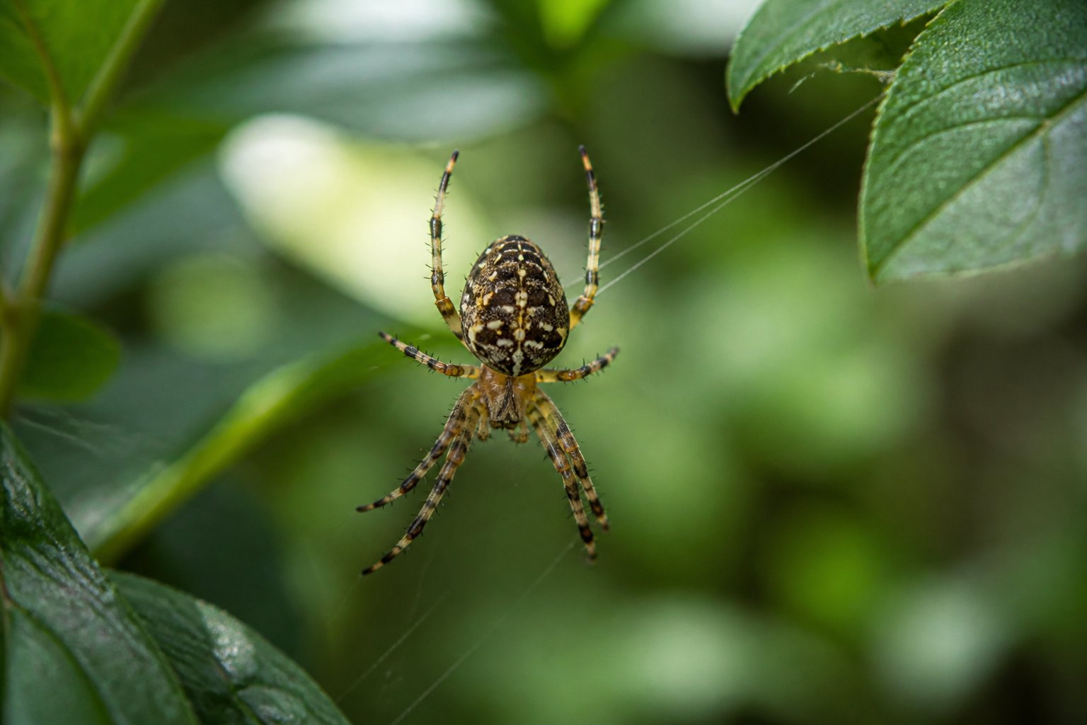 Are Spiders Naturally Aggressive? Facts About Bites Are Spiders Naturally Aggressive? Facts About Bites