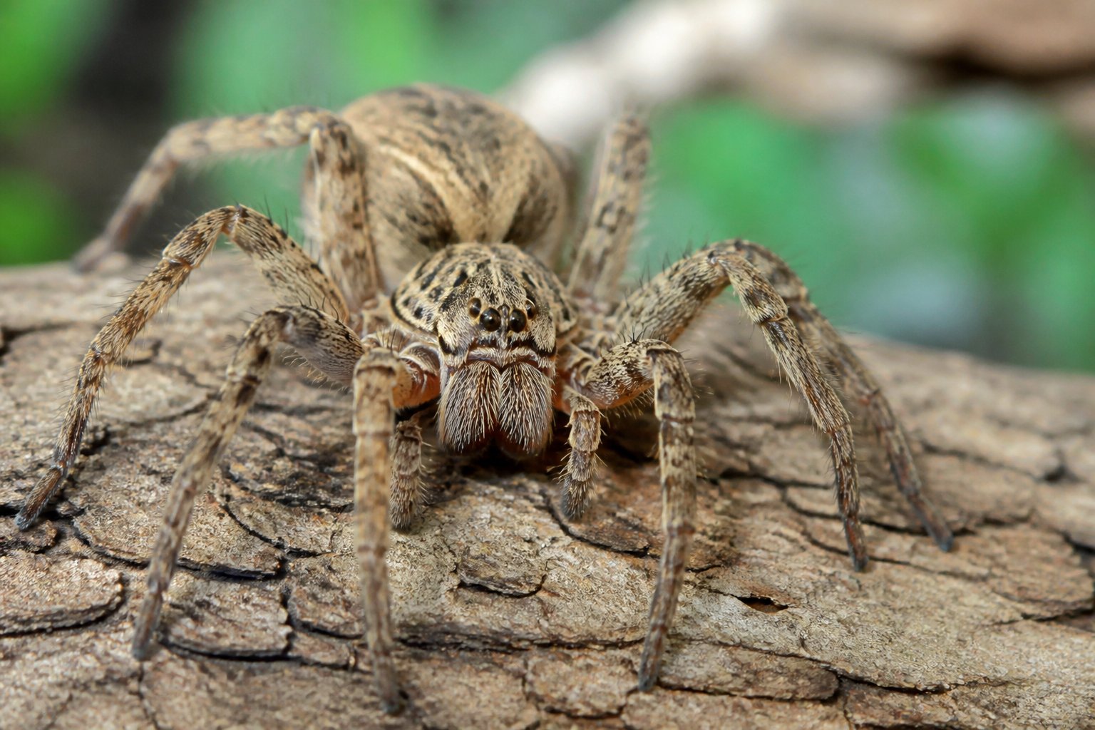 Close-up of a spider resting calmly on a leaf with a blurred natural background.