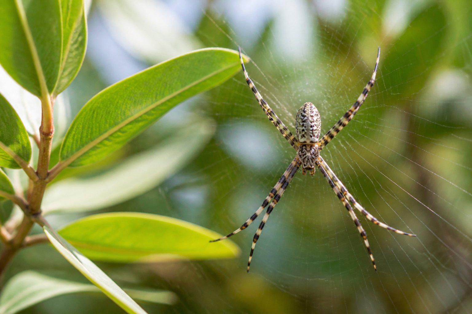 Close-up of a spider resting calmly on a leaf in a natural outdoor setting with greenery in the background.