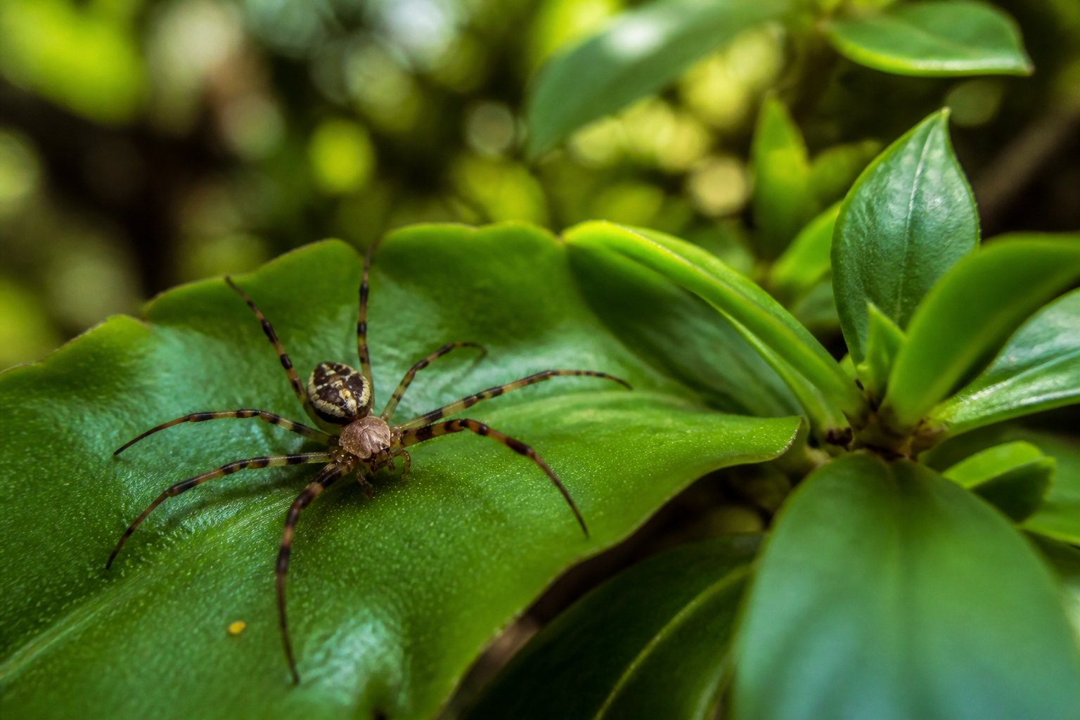 Close-up of a rare native Hawaiian spider on a green leaf in a tropical forest with surrounding lush foliage.