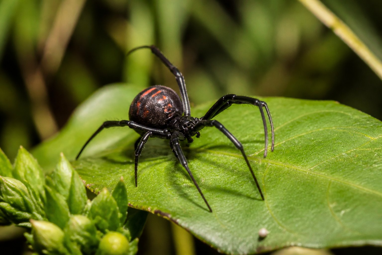Close-up of a native New Zealand spider resting on a green leaf surrounded by foliage.