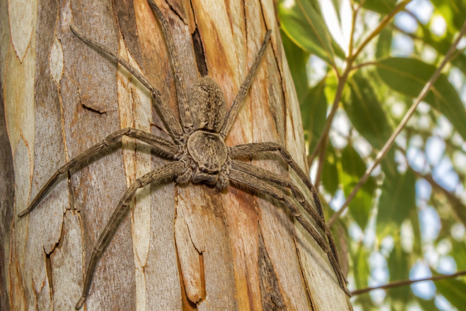 Close-up of a huntsman spider on tree bark in a natural outdoor setting.