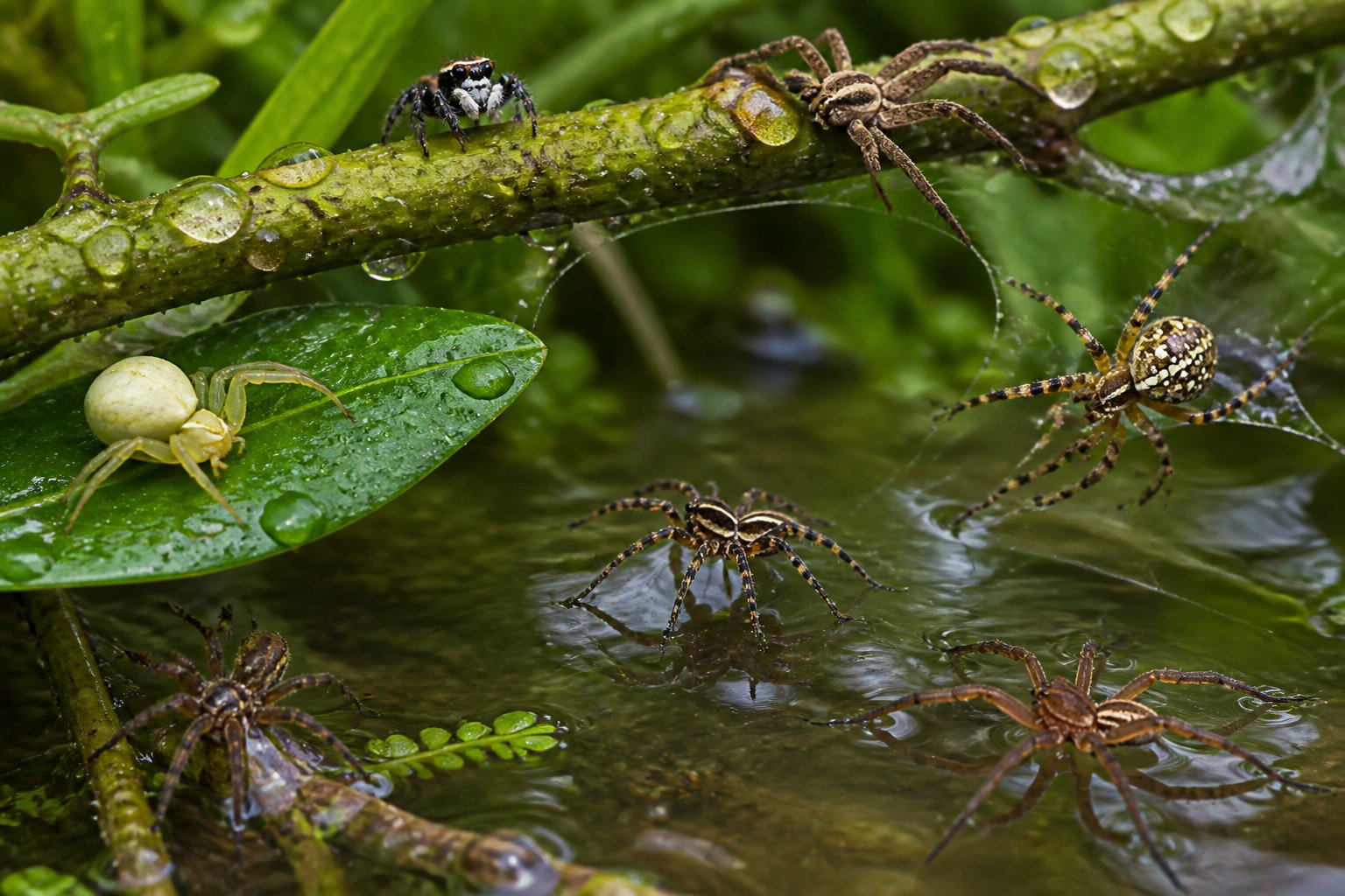 Several spiders on wet leaves and branches near calm water, some walking on the water surface.