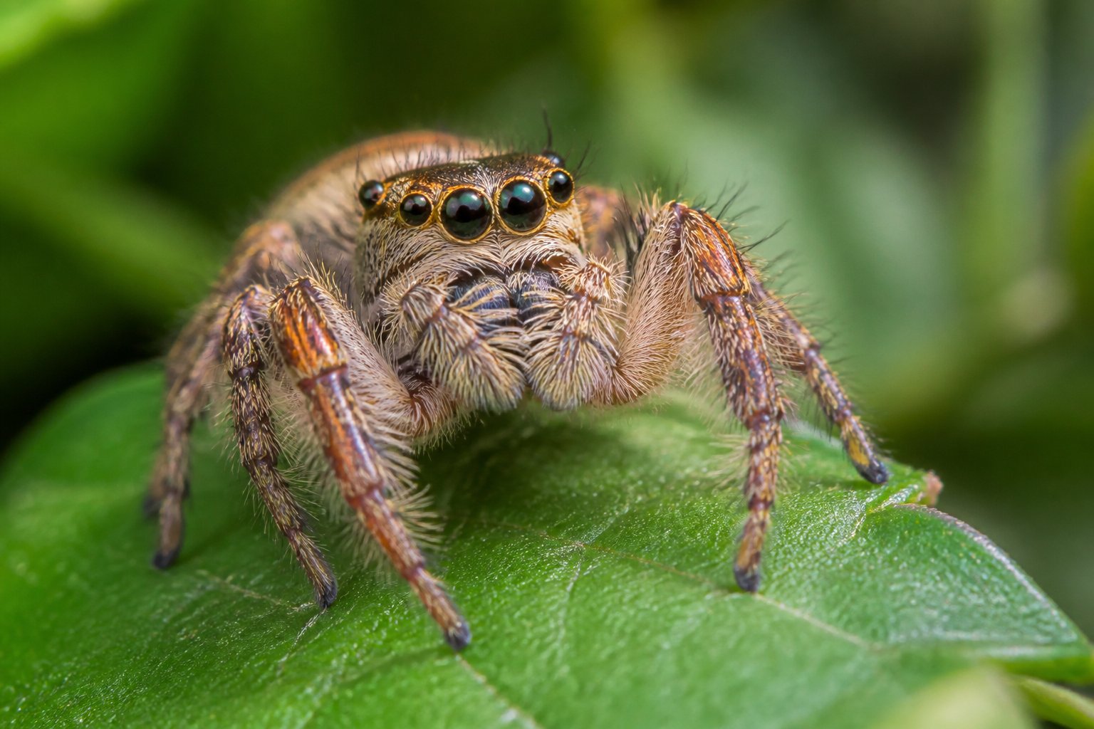 Can You Find Jumping Spiders In The UK? Where To Look Can You Find Jumping Spiders In The UK? Where To Look
