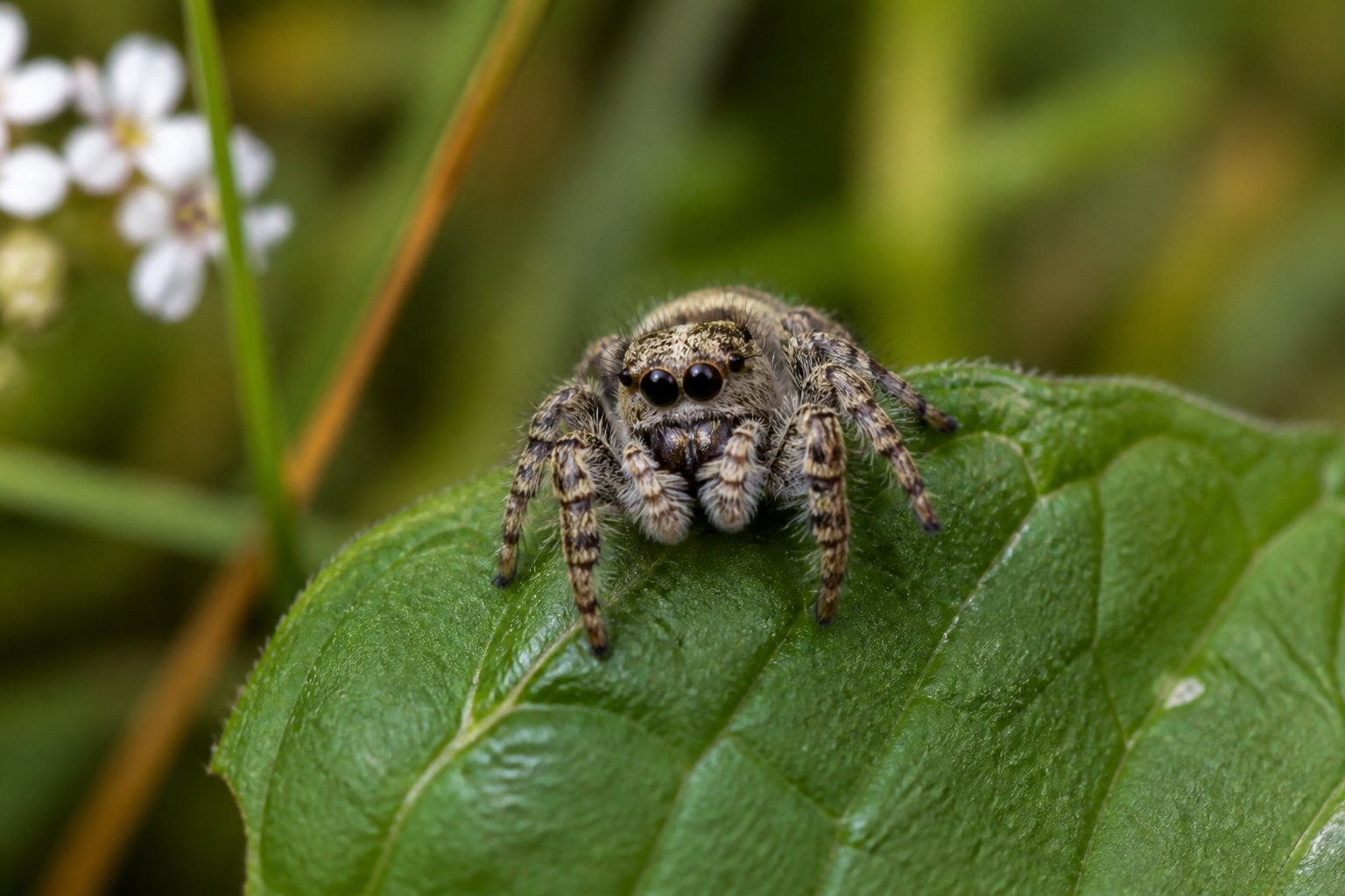 Close-up of a small jumping spider on a green leaf in a natural outdoor setting.