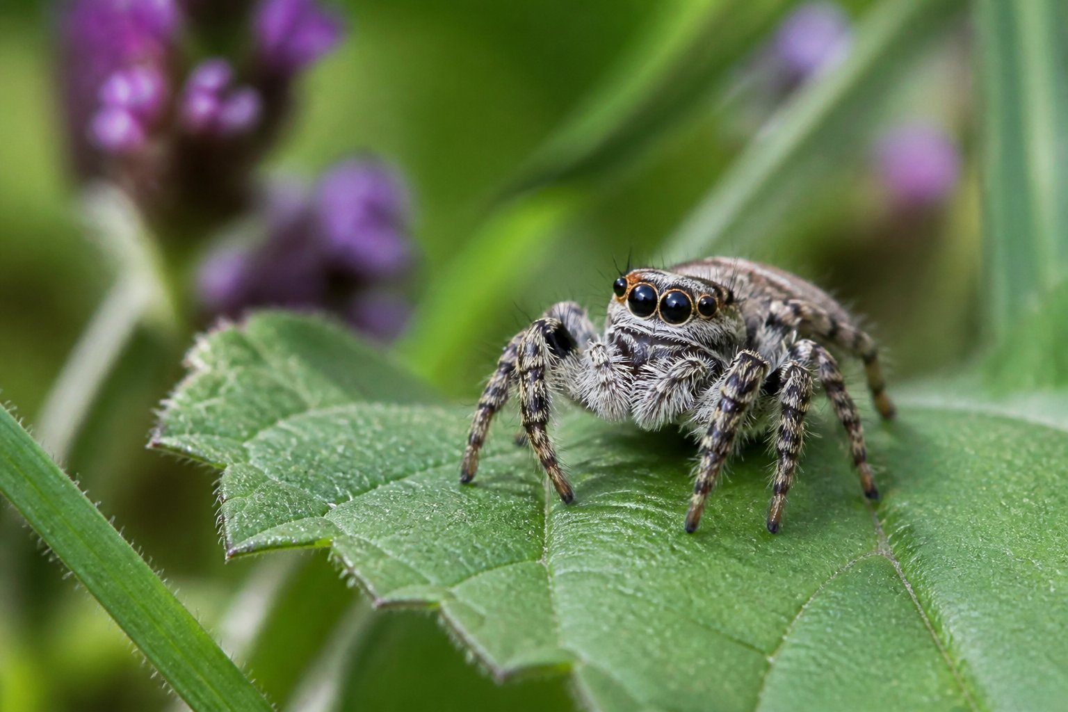 Close-up of a jumping spider on a green leaf in a natural outdoor setting with blurred plants in the background.