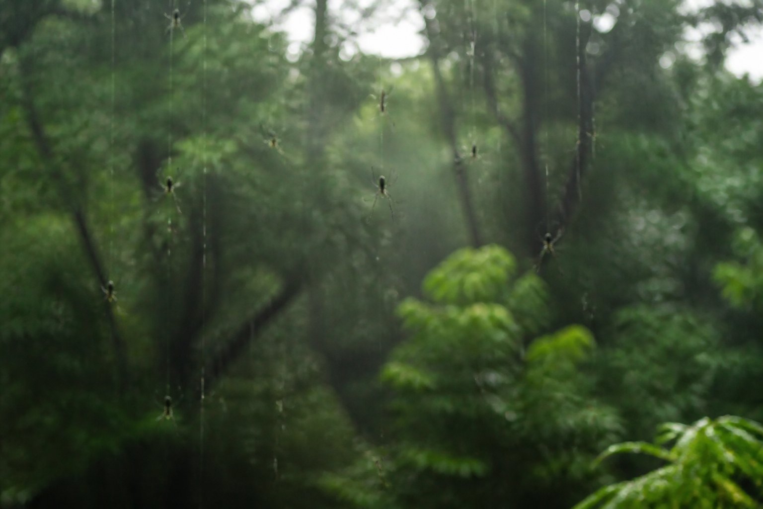 Numerous small spiders hanging from silk threads in a forest during a gentle rain shower.