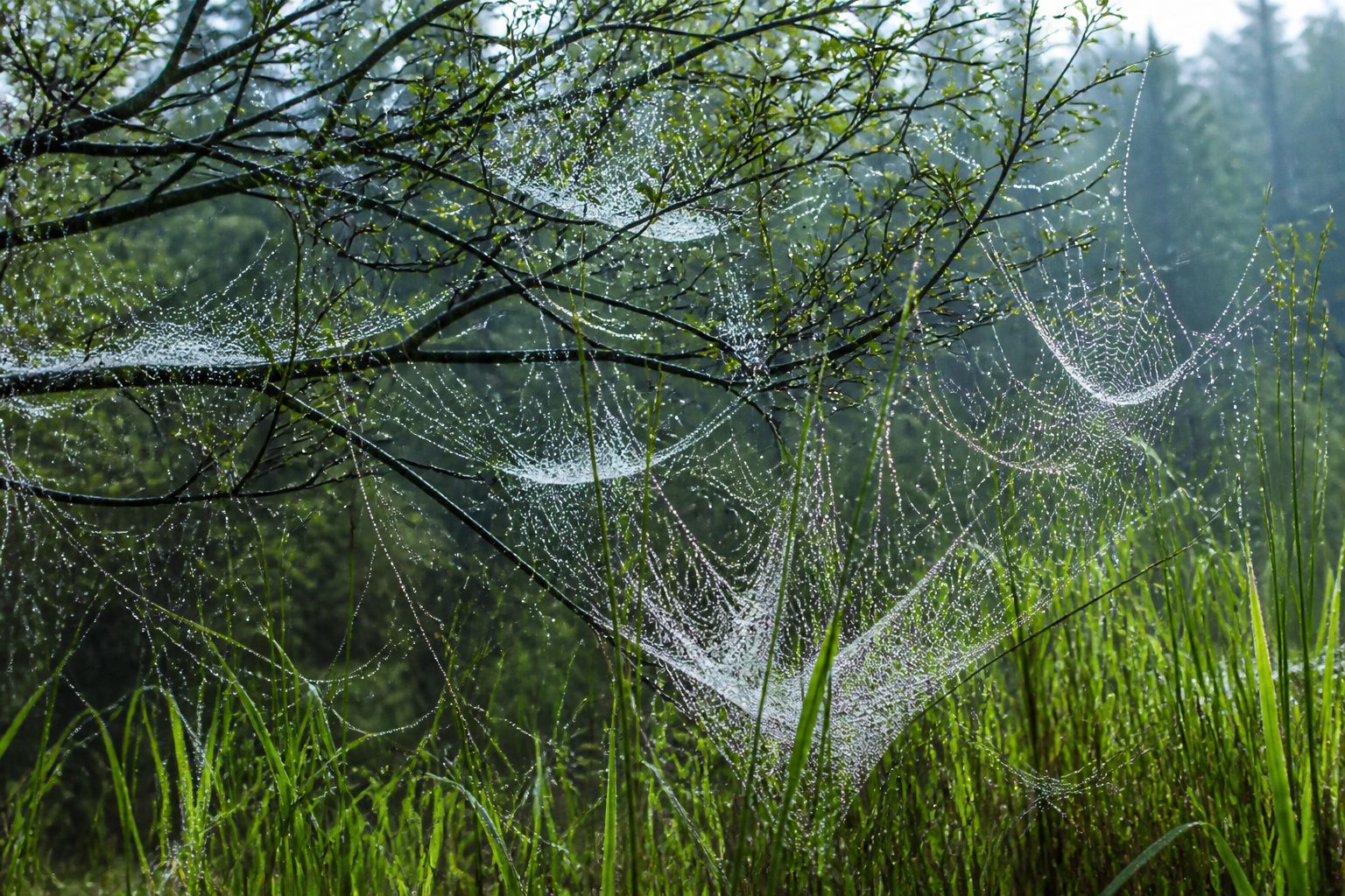 Close-up of spider webs covered in raindrops stretched between tree branches and grass in a green outdoor setting after rain.