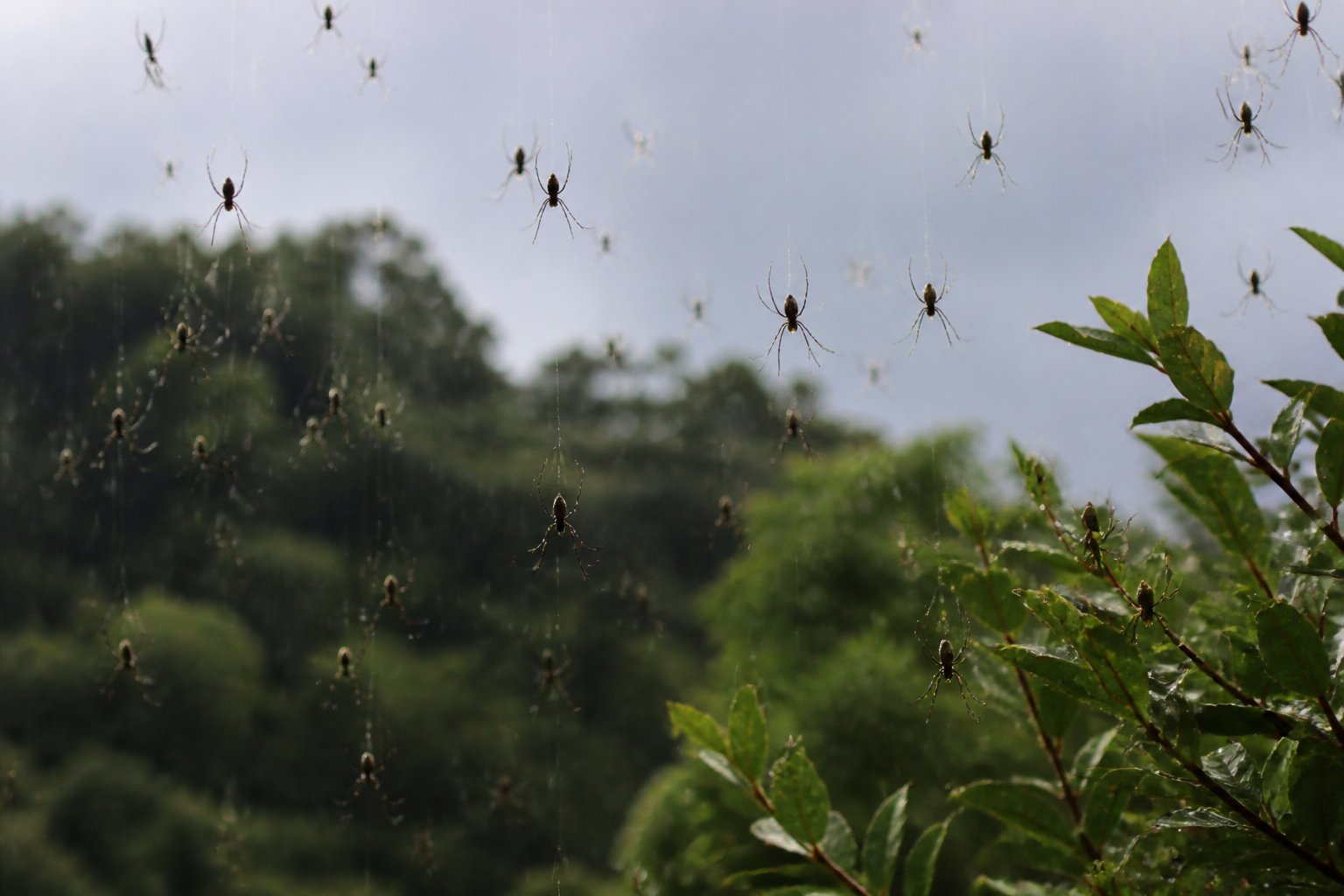 Spiders descending on silk threads from tree branches during a gentle rain shower in a green forest.