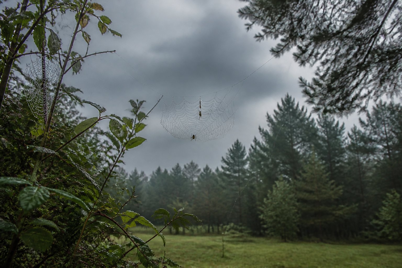 An outdoor scene with trees and grass showing delicate spider webs hanging between branches with small spiders visible.